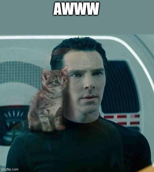 Benedict Cumberbatch Kitten | AWWW | image tagged in benedict cumberbatch kitten,aww,kitten | made w/ Imgflip meme maker