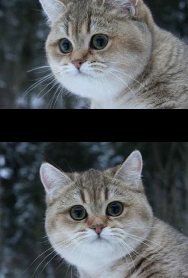 High Quality when they ask me cat Blank Meme Template