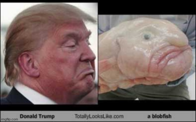 Lol XD just found this online !!! | image tagged in donald trump,blobfish | made w/ Imgflip meme maker