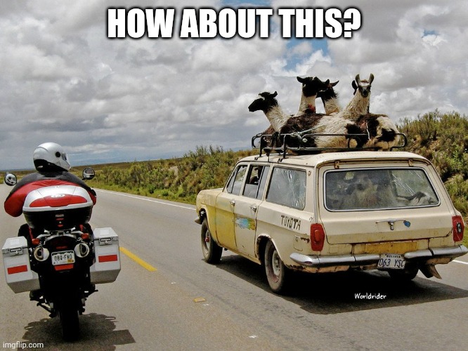 Alpaca Car | HOW ABOUT THIS? | image tagged in alpaca car | made w/ Imgflip meme maker