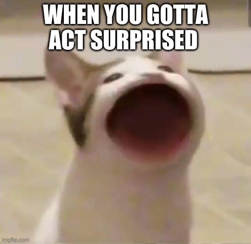 title |  WHEN YOU GOTTA ACT SURPRISED | image tagged in pop cat | made w/ Imgflip meme maker