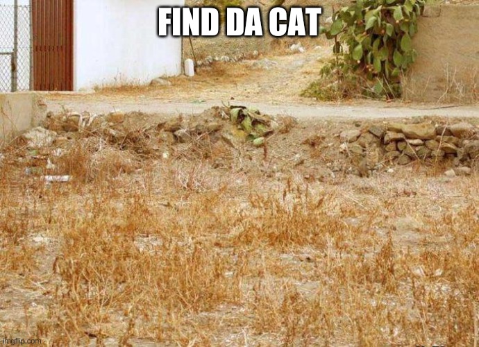 Canz u find da cat? | FIND DA CAT | image tagged in find the cat | made w/ Imgflip meme maker