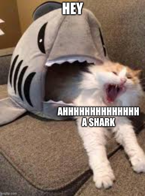 Cats these days | HEY; AHHHHHHHHHHHHHH A SHARK | image tagged in scared cat,funny cat memes,cat memes | made w/ Imgflip meme maker