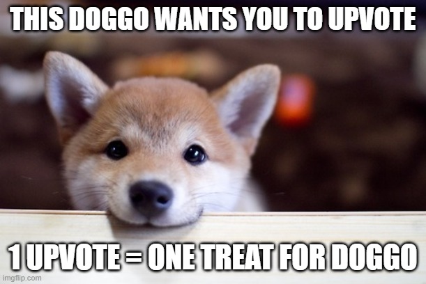 pleaseeee | THIS DOGGO WANTS YOU TO UPVOTE; 1 UPVOTE = ONE TREAT FOR DOGGO | image tagged in cute dog | made w/ Imgflip meme maker