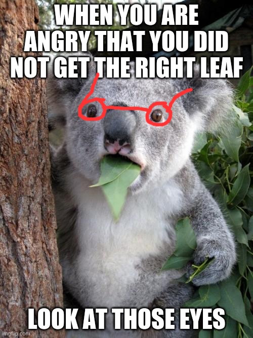 Surprised Koala Meme | WHEN YOU ARE ANGRY THAT YOU DID NOT GET THE RIGHT LEAF; LOOK AT THOSE EYES | image tagged in memes,surprised koala | made w/ Imgflip meme maker