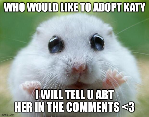 Hamster cute | WHO WOULD LIKE TO ADOPT KATY; I WILL TELL U ABT HER IN THE COMMENTS <3 | image tagged in hamster cute | made w/ Imgflip meme maker