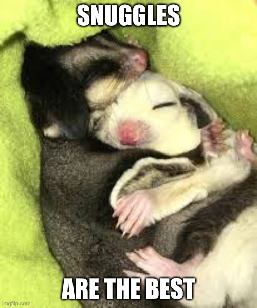 Sugar glider snuggles | SNUGGLES; ARE THE BEST | image tagged in funny | made w/ Imgflip meme maker