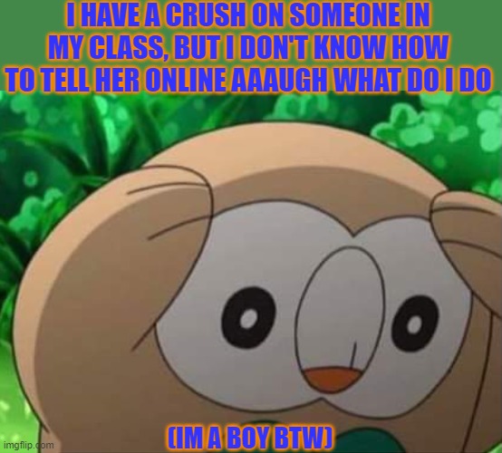 plz help | I HAVE A CRUSH ON SOMEONE IN MY CLASS, BUT I DON'T KNOW HOW TO TELL HER ONLINE AAAUGH WHAT DO I DO; (IM A BOY BTW) | image tagged in panicked rowlet | made w/ Imgflip meme maker