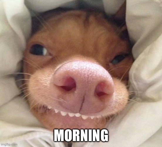 good morning | MORNING | image tagged in good morning | made w/ Imgflip meme maker