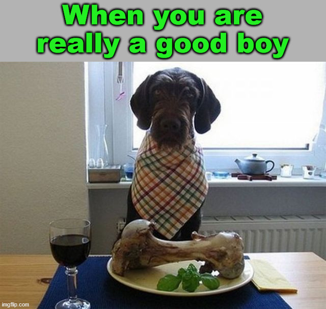 When you are really a good boy | image tagged in dogs | made w/ Imgflip meme maker