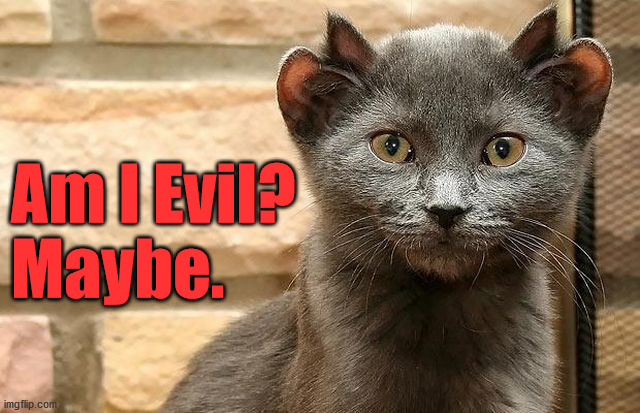 Am I Evil? 
Maybe. | image tagged in cats | made w/ Imgflip meme maker