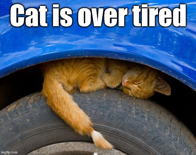Cat is over tired | image tagged in cats | made w/ Imgflip meme maker