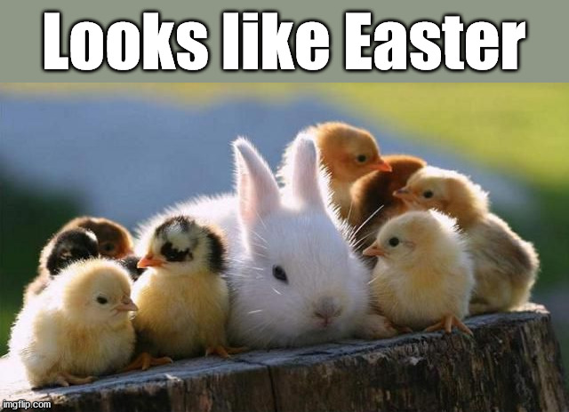 Looks like Easter | image tagged in bunnies | made w/ Imgflip meme maker