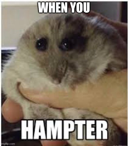 h a m p t e r | WHEN YOU | image tagged in hampter | made w/ Imgflip meme maker