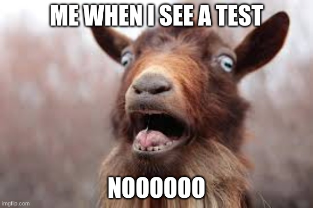 scary | ME WHEN I SEE A TEST; NOOOOOO | image tagged in scared goat | made w/ Imgflip meme maker