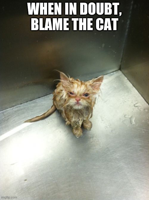 True LOL | WHEN IN DOUBT, BLAME THE CAT | image tagged in memes,kill you cat,cats | made w/ Imgflip meme maker