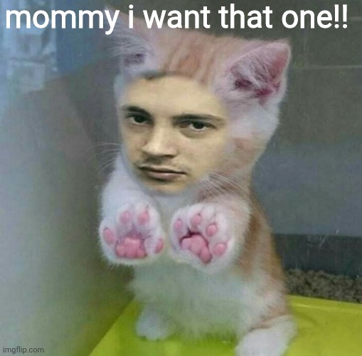 adopt him | mommy i want that one!! | image tagged in cat,twenty one pilots,tyler joseph,josh,kitty,meme | made w/ Imgflip meme maker