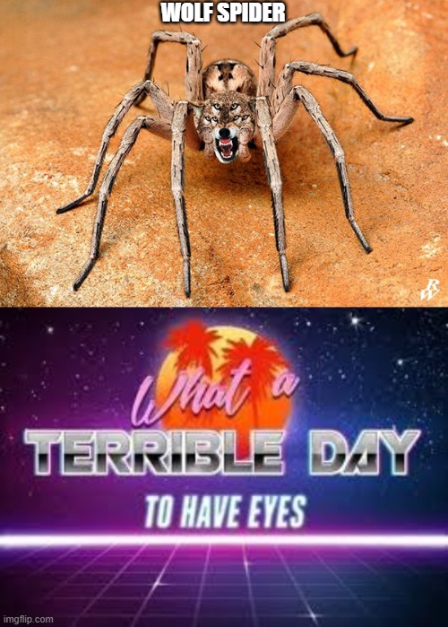 spider wolf.. take your unsee juice now | WOLF SPIDER | image tagged in what a terrible day to have eyes | made w/ Imgflip meme maker
