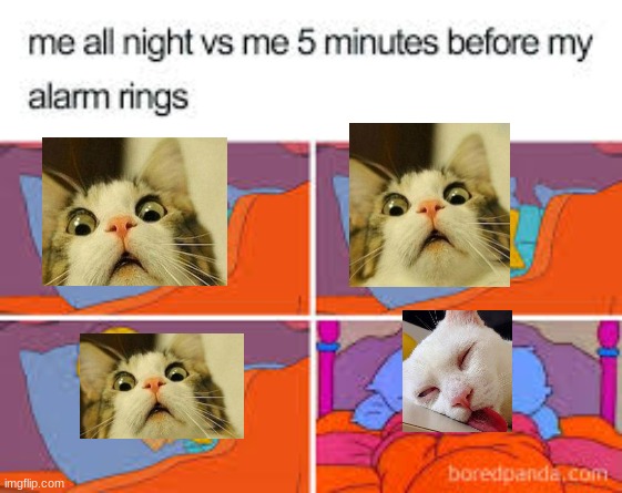 image tagged in cats | made w/ Imgflip meme maker