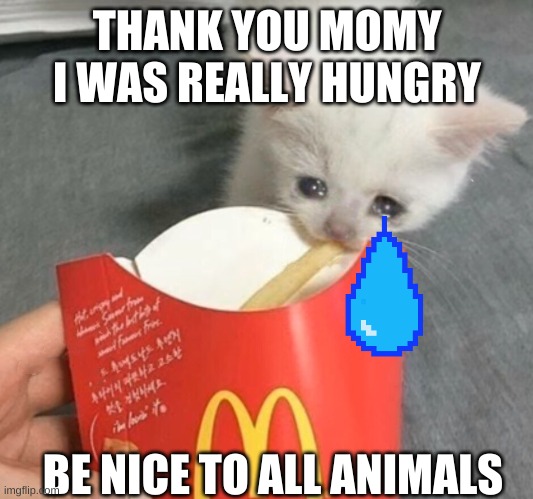 CUTE | THANK YOU MOMY I WAS REALLY HUNGRY; BE NICE TO ALL ANIMALS | image tagged in sad kitten eats fries | made w/ Imgflip meme maker