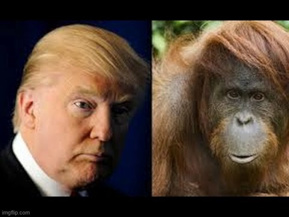 Trump monkey | image tagged in trump monkey | made w/ Imgflip meme maker