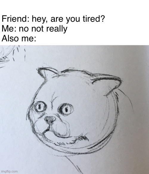 Dazed cat | Friend: hey, are you tired?
Me: no not really 
Also me: | image tagged in dazed cat | made w/ Imgflip meme maker