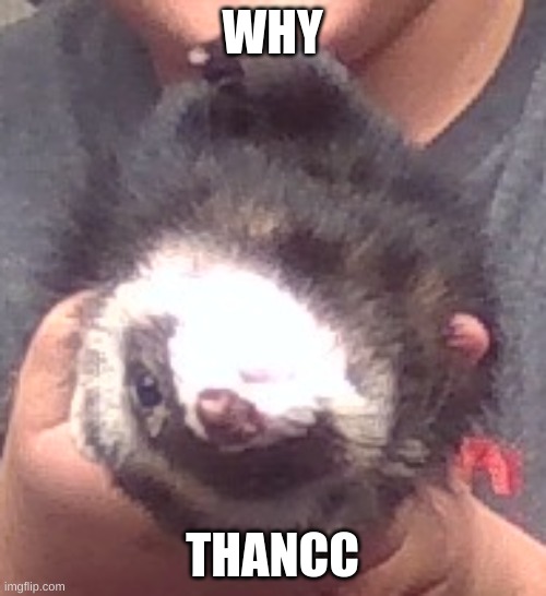 upside down ferret | WHY THANCC | image tagged in upside down ferret | made w/ Imgflip meme maker