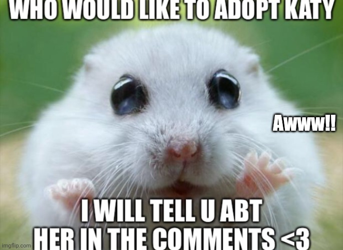 Can I adopt them? *Here's money* | Awww!! | image tagged in money,hamster,adoption | made w/ Imgflip meme maker