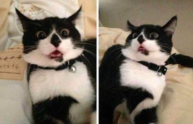 High Quality reactions of a black and white cat Blank Meme Template