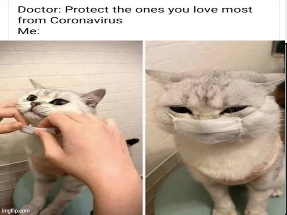 We know the rules... | image tagged in funny cat memes,corona virus,lol,wear a mask,memes | made w/ Imgflip meme maker