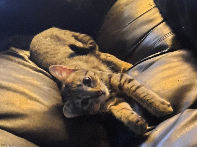 Here's my cat being adorable | made w/ Imgflip meme maker