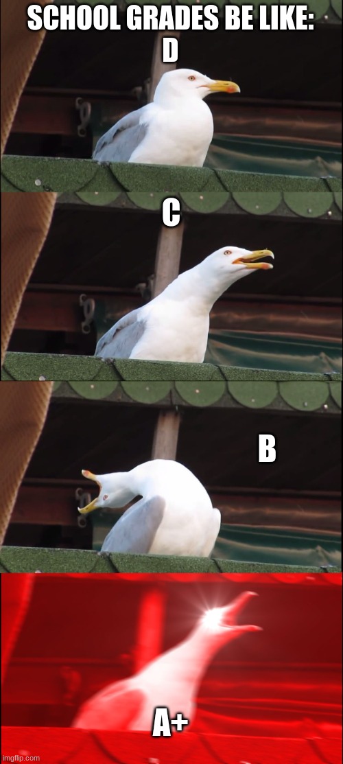 Inhaling Seagull | SCHOOL GRADES BE LIKE:
D; C; B; A+ | image tagged in memes,inhaling seagull | made w/ Imgflip meme maker