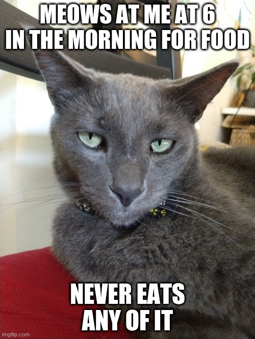 Stares accusingly | MEOWS AT ME AT 6 IN THE MORNING FOR FOOD; NEVER EATS ANY OF IT | image tagged in memes,funny cat memes,cat memes,funny,funny memes,funny cats | made w/ Imgflip meme maker