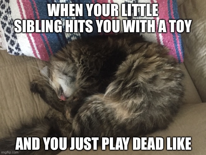 Playing Dead | WHEN YOUR LITTLE SIBLING HITS YOU WITH A TOY; AND YOU JUST PLAY DEAD LIKE | image tagged in cats,cat | made w/ Imgflip meme maker