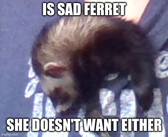 sad ferret | IS SAD FERRET SHE DOESN'T WANT EITHER | image tagged in sad ferret | made w/ Imgflip meme maker