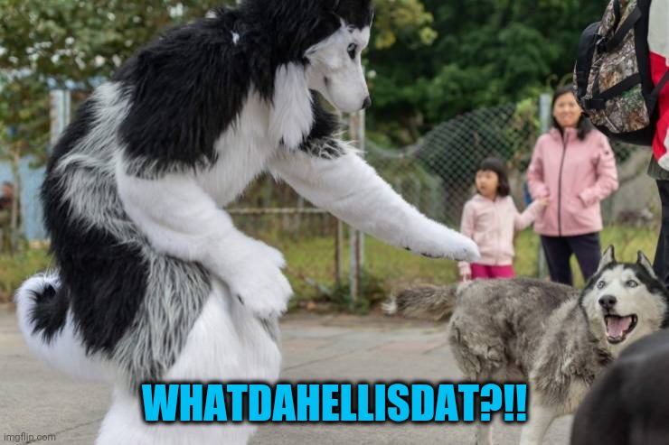 Husky ain't having it | WHATDAHELLISDAT?!! | image tagged in memes,husky | made w/ Imgflip meme maker