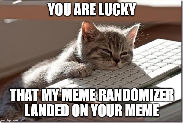 Bored Keyboard Cat | YOU ARE LUCKY THAT MY MEME RANDOMIZER LANDED ON YOUR MEME | image tagged in bored keyboard cat | made w/ Imgflip meme maker