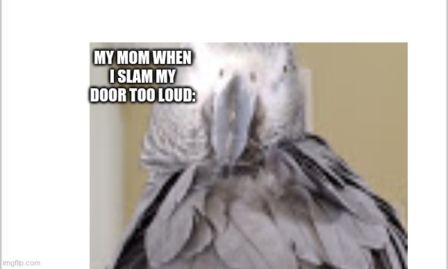 all heil lord berkle | MY MOM WHEN I SLAM MY DOOR TOO LOUD: | image tagged in funny memes | made w/ Imgflip meme maker