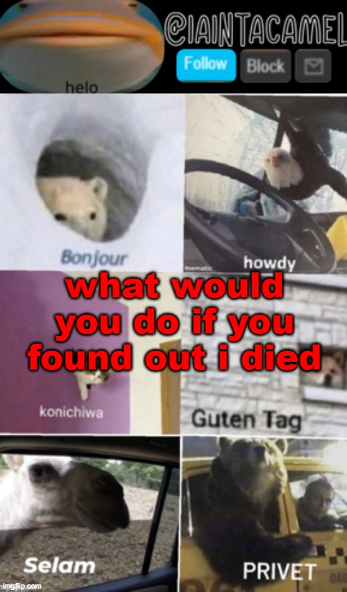 and dont give the "iD DiE ToO" bullshit | what would you do if you found out i died | image tagged in iaintacamel | made w/ Imgflip meme maker