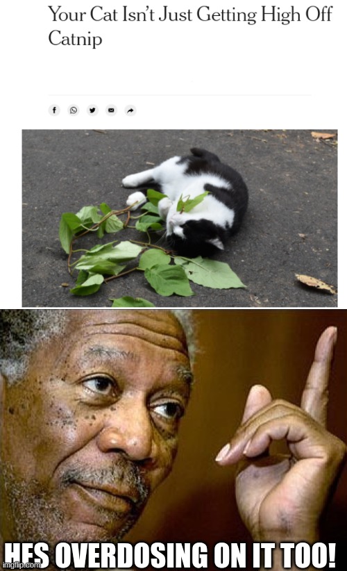 Catnip | HES OVERDOSING ON IT TOO! | image tagged in funny,funny memes,memes,morgan freeman,lmao,catnip cat | made w/ Imgflip meme maker