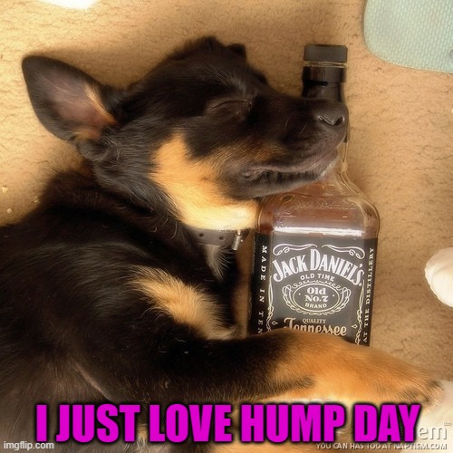 Doggie days! | I JUST LOVE HUMP DAY | image tagged in dogs,jack daniels,hump day | made w/ Imgflip meme maker