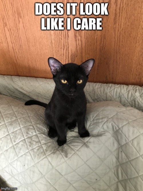 Littlebit | DOES IT LOOK LIKE I CARE | image tagged in funny cat memes | made w/ Imgflip meme maker