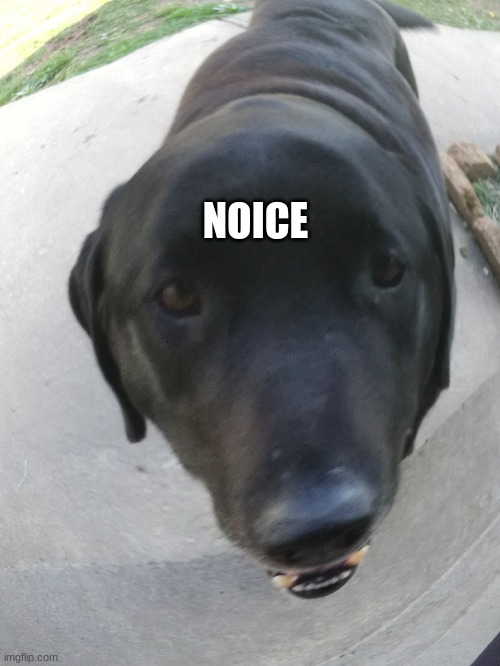 Helo | NOICE | image tagged in helo | made w/ Imgflip meme maker