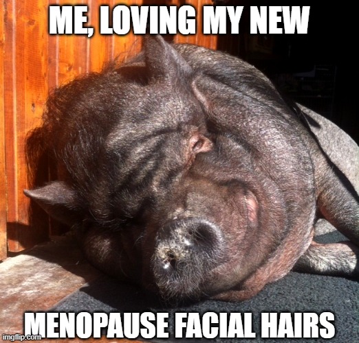 Hair on my chinny chin chin | ME, LOVING MY NEW; MENOPAUSE FACIAL HAIRS | image tagged in funny memes,funny animals | made w/ Imgflip meme maker
