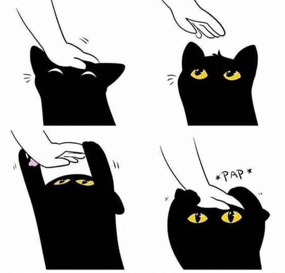 cat pap Blank Meme Template