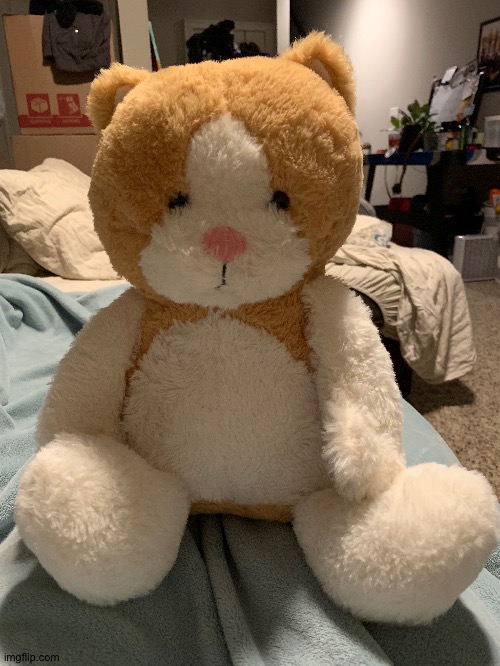 Here’s Hamilton my cat plushie, I love him :3 he’s fluffy and also what unknown’s cat plushie is based off of | image tagged in i wish it had the cara voice music box thing tbh | made w/ Imgflip meme maker