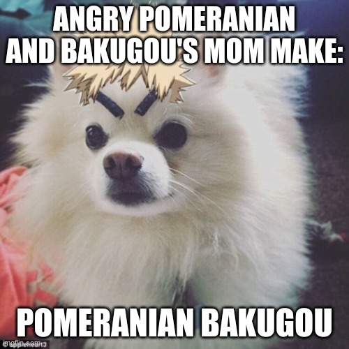 Pomeranian Bakugou | ANGRY POMERANIAN AND BAKUGOU'S MOM MAKE:; POMERANIAN BAKUGOU | image tagged in mha,bakugo | made w/ Imgflip meme maker