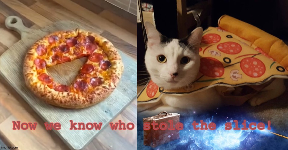 Pizza Cat | Now we know who stole the slice! | image tagged in pizza,cats | made w/ Imgflip meme maker