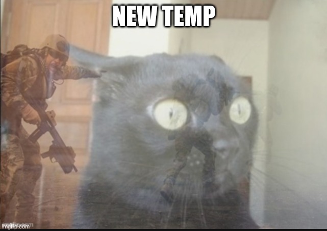 black cat ptsd | NEW TEMP | image tagged in black cat ptsd | made w/ Imgflip meme maker