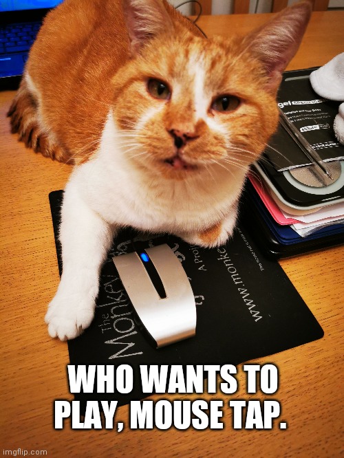 Boris upgrades his mouse trap | WHO WANTS TO PLAY, MOUSE TAP. | image tagged in cats,mouse trap,boris,cats are awesome,funny cat memes | made w/ Imgflip meme maker